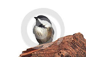 Isolated Bird On A Stump