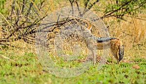An isolated black backed jackal Canis Mesomelas in a wild game reserve South Africa