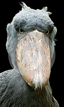 Isolated on black background, vertical portrait of African famous bird, shoe-billed stork, Balaeniceps rex. Detail of a huge beak