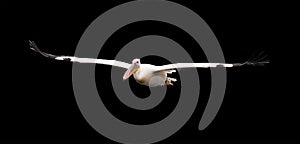 Isolated on black background, wild Great white pelican, Pelecanus onocrotalus , flying directly at camera. Huge pelican with