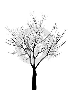 Isolated black bare tree illustration