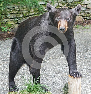 An isolated black bear