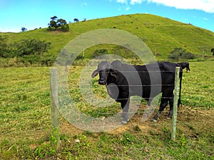 Isolated black bull in green grassland scenery. Brazilian livestock industry