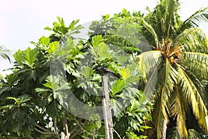 Isolated black crow with palms background