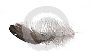 Isolated black feather