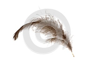 Isolated black feather
