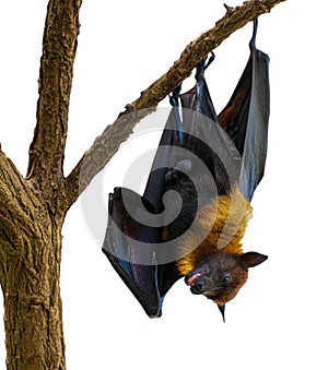 Isolated black flying-foxes Pteropus alecto hanging in a tree. Wilhelma, Struttgart
