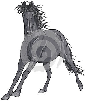 Isolated black galloping horse illustration