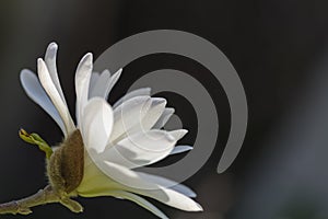 isolated on black magnolia. place for text against black background.