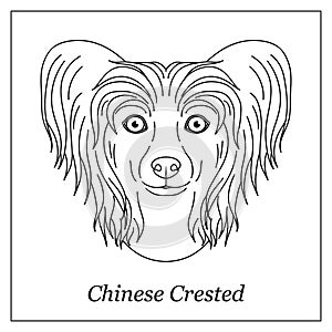 Isolated black outline head of chinese crested hairless dog on white background. Line cartoon breed dog portrait.