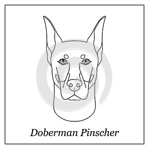 Isolated black outline head of doberman pinscher on white background. Line cartoon breed dog portrait.