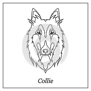 Isolated black outline head of scottish shepherd, collie, sheltie, sheepdog on white background. Line cartoon breed dog portrait.