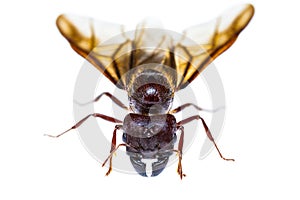 Isolated black queen ant