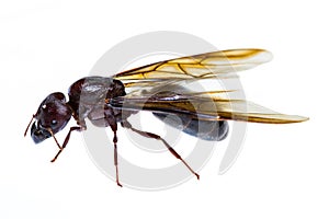 Isolated black queen ant