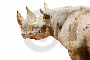 An isolated white rhinoceros with mud on its body portrait.