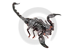 Isolated black scorpion