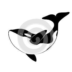 Isolated black silhouette of orca whale on white background. Killer whale. Sea animal