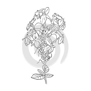 Isolated black sketch of Blue sage or flower spike on white background, vector nature illustration