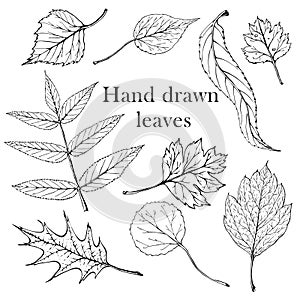 Isolated black stamps of leaves of tree on white background. Leaf ink print. Set of plant imprint.