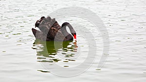 An isolated black swan is drinking water in the lake