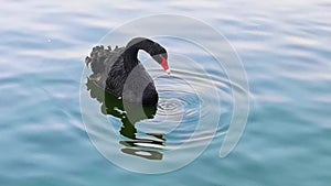 An isolated black swan drinks water in the lake