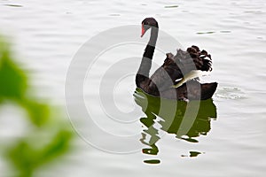 An isolated black swan is swiming in the lake