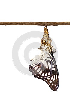 Isolated Black-veined sergeant butterfly & x28; Athyma ranga & x29; emergi