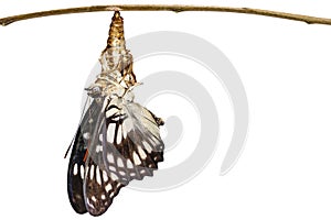 Isolated Black-veined sergeant butterfly & x28; Athyma ranga & x29; emergi