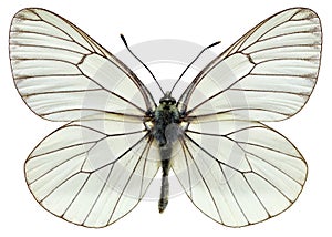 Isolated Black-veined White butterfly