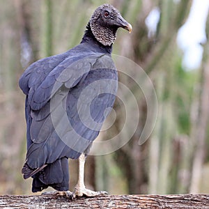 Isolated Black Vulture (Coragyps atratus) perched on a fence