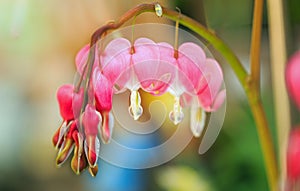 Isolated Bleeding Heart -  Lamprocapnos spectabilis-  Flower Stem, full of Pink heart shaoed flowers