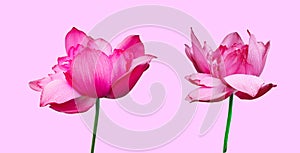 Isolated bloom water lily with clipping path on pink background