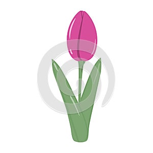 Isolated blooming bright pink tulip flower for bouquet in trendy soft shades. Springime. Sticker