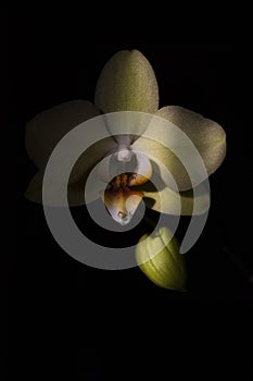 Isolated blooming light yellow Phalaenopsis orchid flower