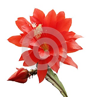 Isolated blooming Orchid cactus