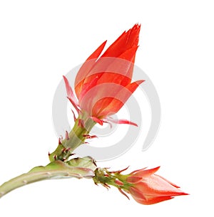 Isolated blooming Orchid cactus