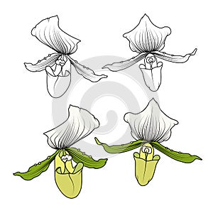 Isolated blooming orchid phalaenopsis head. Exotic tropical flowers. Botanical vector illustration.