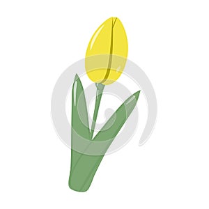 Isolated blooming yellow tulip flower for bouquet in trendy soft shades. Springime. Sticker. Icon.