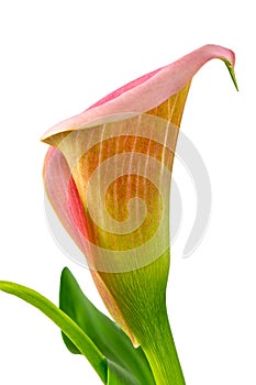 Isolated blossom of an aurum lilly flower