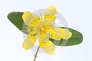 Isolated blossom of a hypericum flower