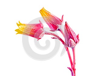 Isolated Blossoms of a houseleek flower