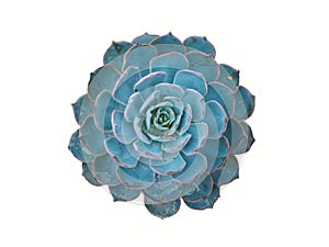 isolated blue echeveria