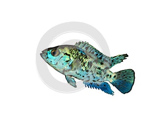 Isolated Blue Exotic American Fish