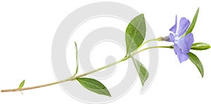 Isolated blue flower periwinkle