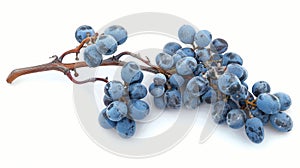 Isolated blue grapes dry bunch against a white background for use in package design