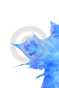 Isolated Blue Leaf