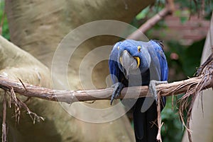 Isolated Hyacinth Macaw perched on branch