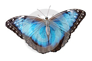 Isolated blue morpho menelaus Butterfly photo