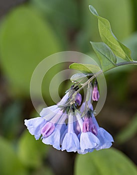 Isolated bluebells in Virginia