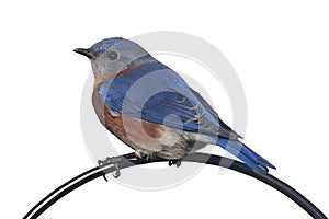 Isolated Bluebird On A Perch